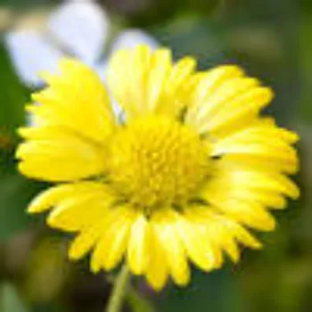 Yellow Daisy Flower